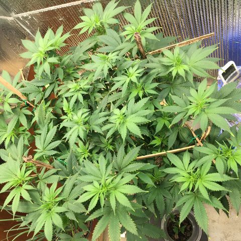 🧀 Cheese 🧀  growlog timeline photo