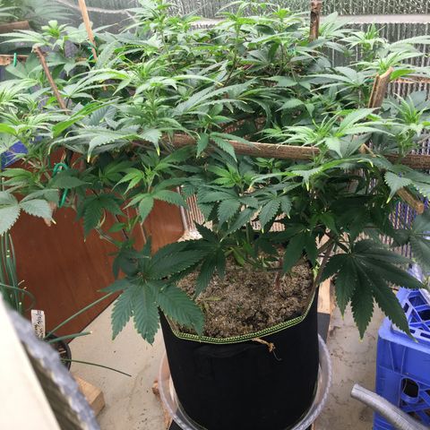 🧀 Cheese 🧀  growlog timeline photo