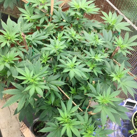 🧀 Cheese 🧀  growlog timeline photo