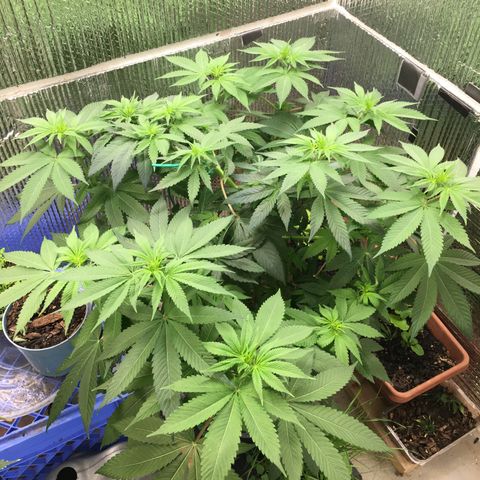 🌚 SSH OG +++ 🌝  ♌️ growlog timeline photo
