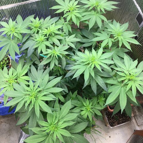 🌚 SSH OG +++ 🌝  ♌️ growlog timeline photo
