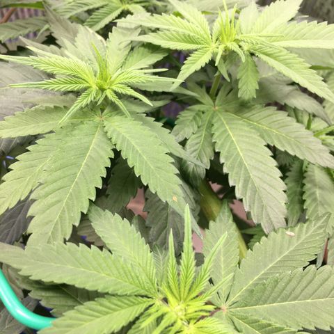 🌚 SSH OG +++ 🌝  ♌️ growlog timeline photo