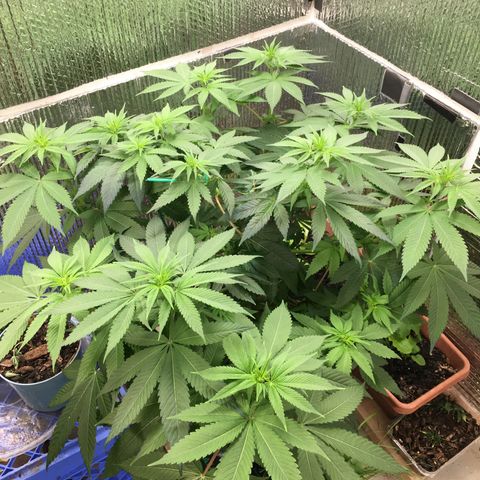 🌚 SSH OG +++ 🌝  ♌️ growlog timeline photo