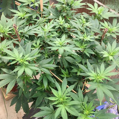 🧀 Cheese 🧀  growlog timeline photo
