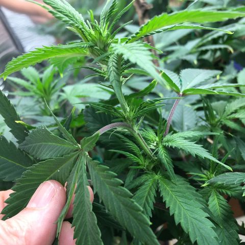 🧀 Cheese 🧀  growlog timeline photo