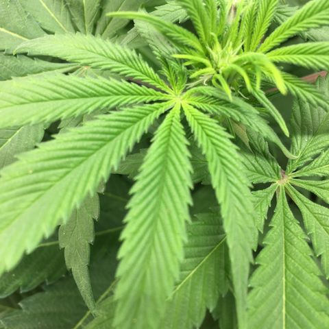 🌚 SSH OG +++ 🌝  ♌️ growlog timeline photo