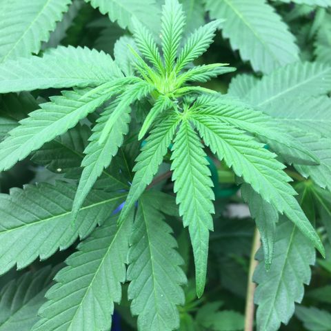 🌚 SSH OG +++ 🌝  ♌️ growlog timeline photo