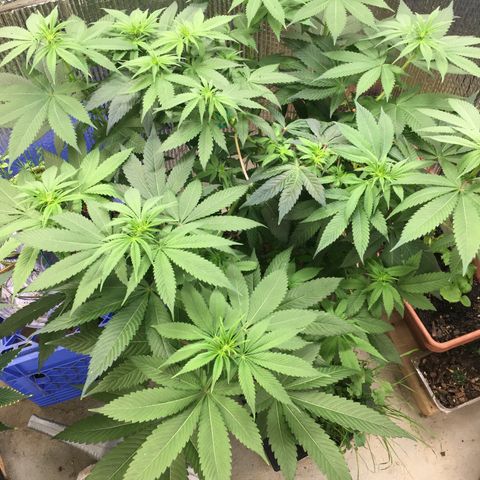 🌚 SSH OG +++ 🌝  ♌️ growlog timeline photo