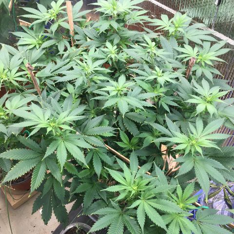 🧀 Cheese 🧀  growlog timeline photo