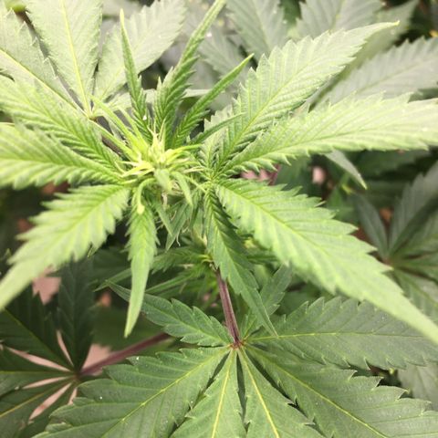 🧀 Cheese 🧀  growlog timeline photo