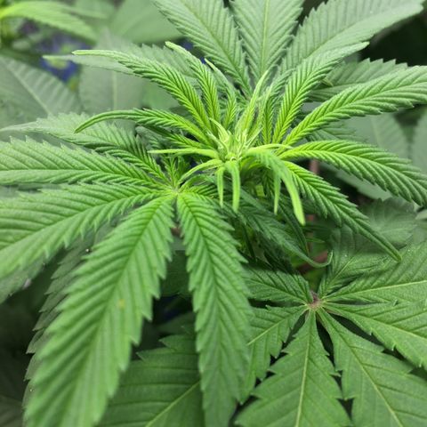 🌚 SSH OG +++ 🌝  ♌️ growlog timeline photo