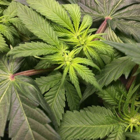 🌚 SSH OG +++ 🌝  ♌️ growlog timeline photo