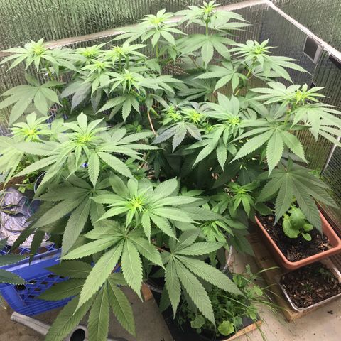 🌚 SSH OG +++ 🌝  ♌️ growlog timeline photo