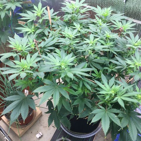 🧀 Cheese 🧀  growlog timeline photo