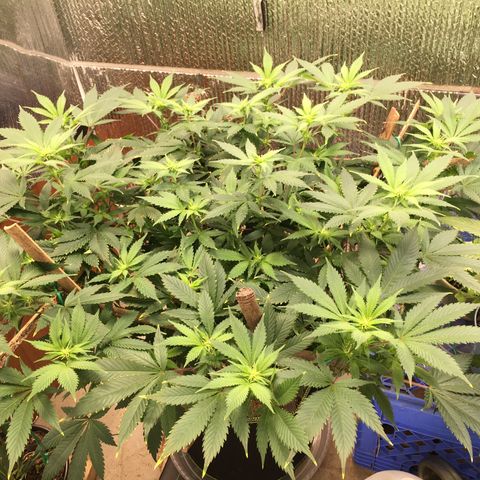 🧀 Cheese 🧀  growlog timeline photo