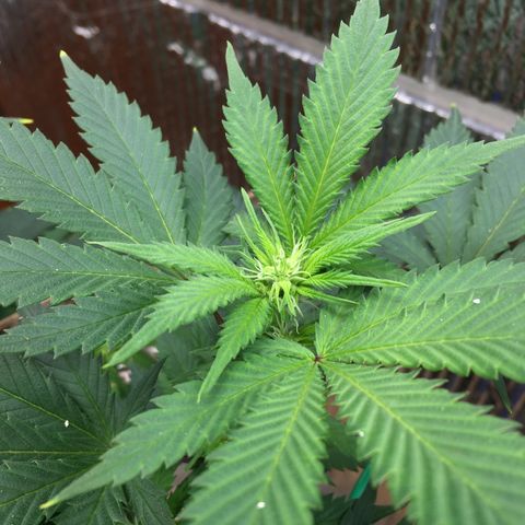 🧀 Cheese 🧀  growlog timeline photo