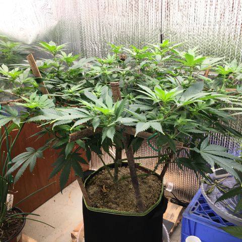 🧀 Cheese 🧀  growlog timeline photo