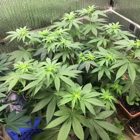 🌚 SSH OG +++ 🌝  ♌️ growlog timeline photo