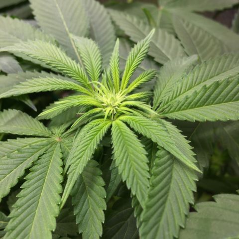 🌚 SSH OG +++ 🌝  ♌️ growlog timeline photo