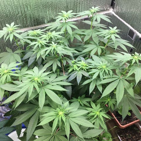 🌚 SSH OG +++ 🌝  ♌️ growlog timeline photo