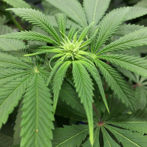 🌚 SSH OG +++ 🌝  ♌️ growlog timeline photo