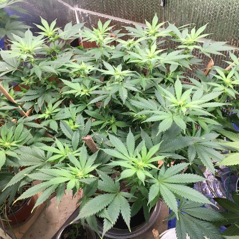 🧀 Cheese 🧀  growlog timeline photo
