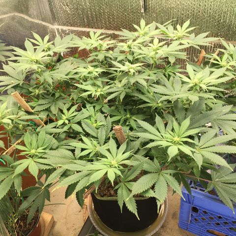 🧀 Cheese 🧀  growlog timeline photo