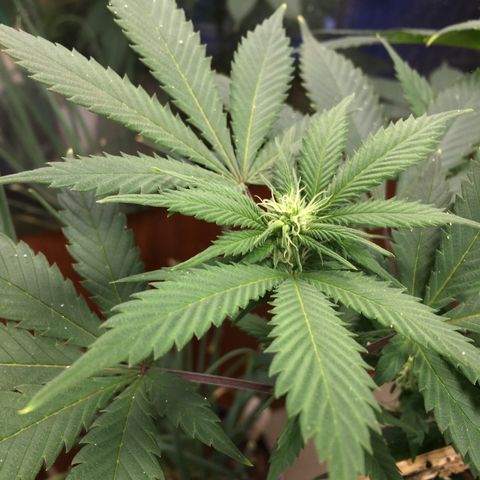 🧀 Cheese 🧀  growlog timeline photo