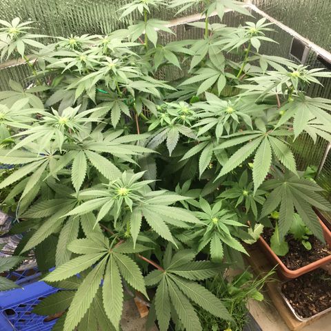 🌚 SSH OG +++ 🌝  ♌️ growlog timeline photo