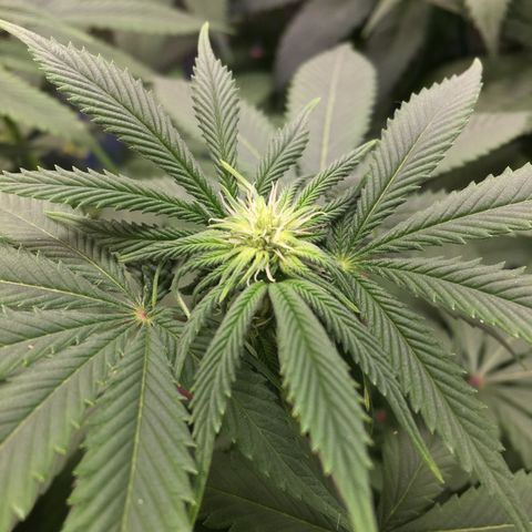 🌚 SSH OG +++ 🌝  ♌️ growlog timeline photo