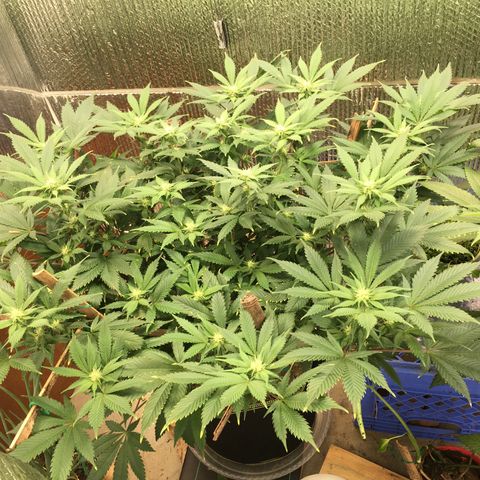 🧀 Cheese 🧀  growlog timeline photo