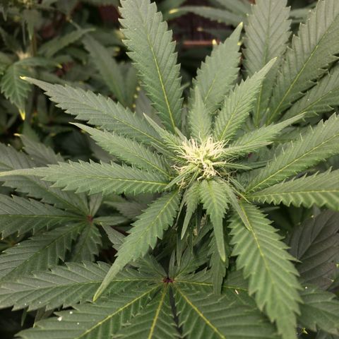 🧀 Cheese 🧀  growlog timeline photo