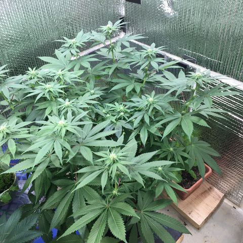 🌚 SSH OG +++ 🌝  ♌️ growlog timeline photo