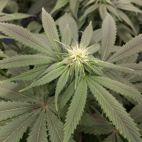 🌚 SSH OG +++ 🌝  ♌️ growlog timeline photo