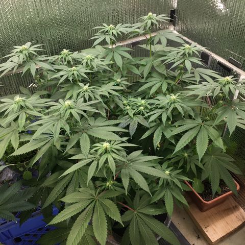 🌚 SSH OG +++ 🌝  ♌️ growlog timeline photo