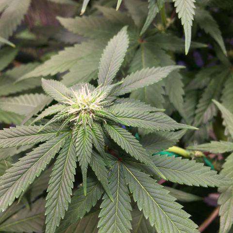 🌚 SSH OG +++ 🌝  ♌️ growlog timeline photo