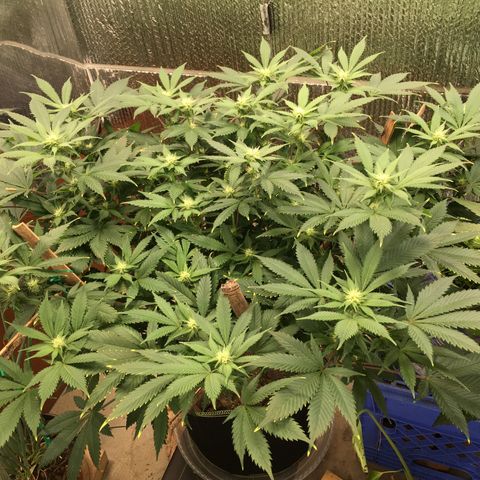 🧀 Cheese 🧀  growlog timeline photo
