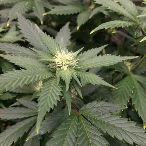 🧀 Cheese 🧀  growlog timeline photo