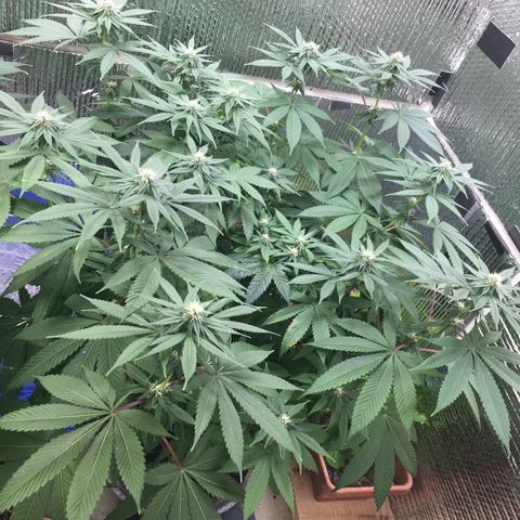 🌚 SSH OG +++ 🌝  ♌️ growlog timeline photo