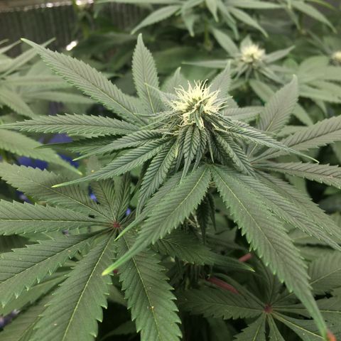 🌚 SSH OG +++ 🌝  ♌️ growlog timeline photo