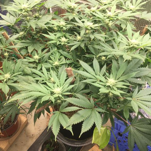 🧀 Cheese 🧀  growlog timeline photo