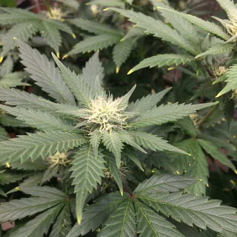 🧀 Cheese 🧀  growlog timeline photo