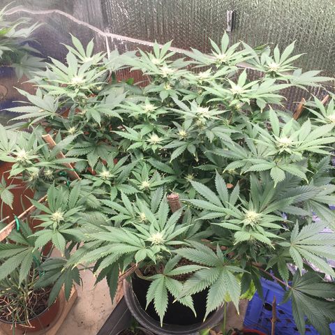 🧀 Cheese 🧀  growlog timeline photo