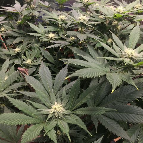 🧀 Cheese 🧀  growlog timeline photo