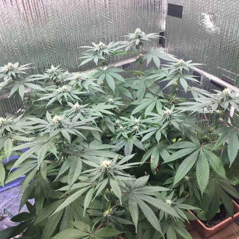 🌚 SSH OG +++ 🌝  ♌️ growlog timeline photo