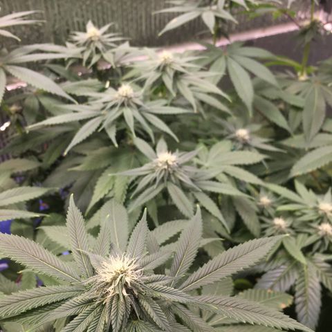 🌚 SSH OG +++ 🌝  ♌️ growlog timeline photo