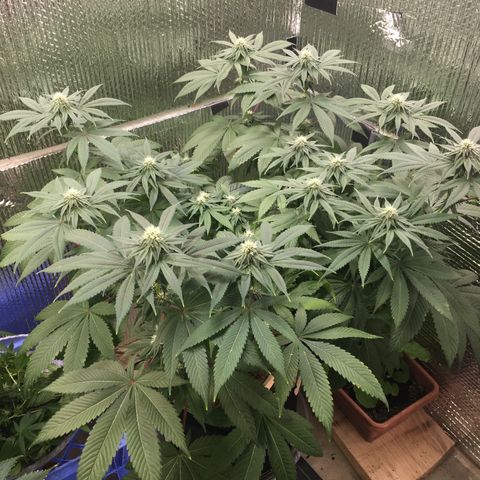 🌚 SSH OG +++ 🌝  ♌️ growlog timeline photo