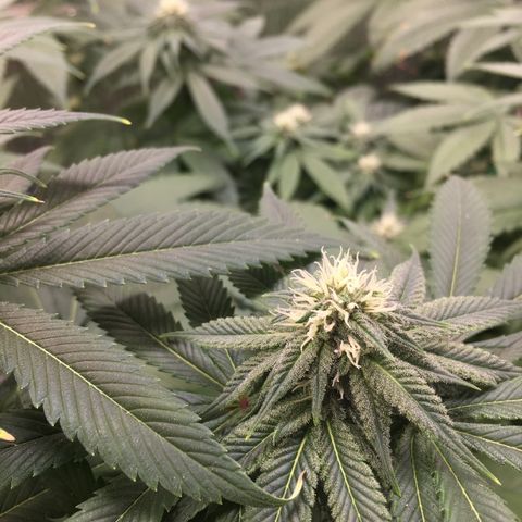 🌚 SSH OG +++ 🌝  ♌️ growlog timeline photo
