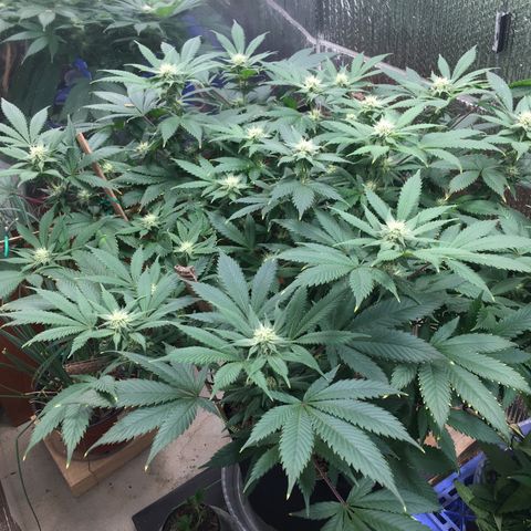 🧀 Cheese 🧀  growlog timeline photo