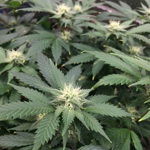 🧀 Cheese 🧀  growlog timeline photo
